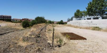 Imagen La Diputación distribuirá árboles en 75 municipios