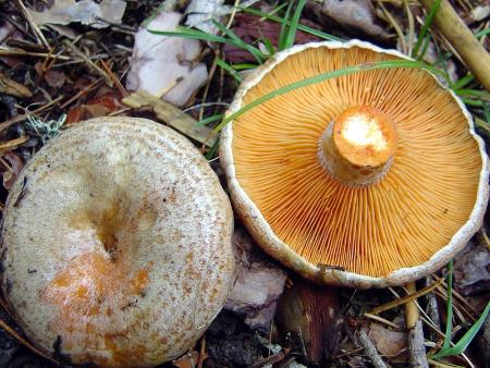 Imagen MYAS cierra la tempora con más de 4000 permisos vendidos de recolección de setas